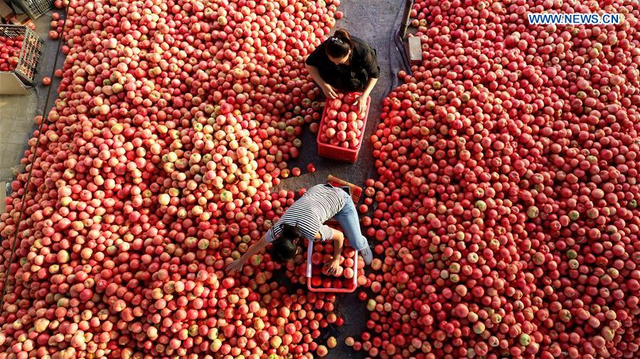 CHINA-HEBEI-LUANXIAN-HARVEST-FESTIVAL (CN)