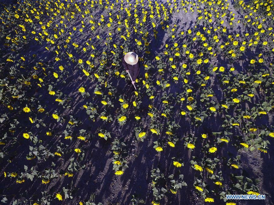 #CHINA-HEBEI-AUTUMN-FARM WORK(CN)