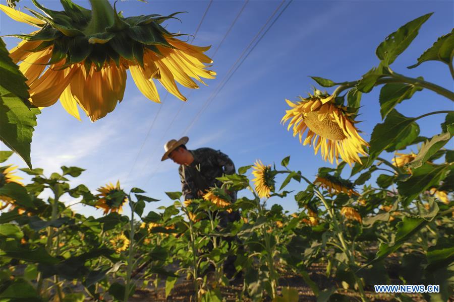 #CHINA-HEBEI-AUTUMN-FARM WORK(CN)