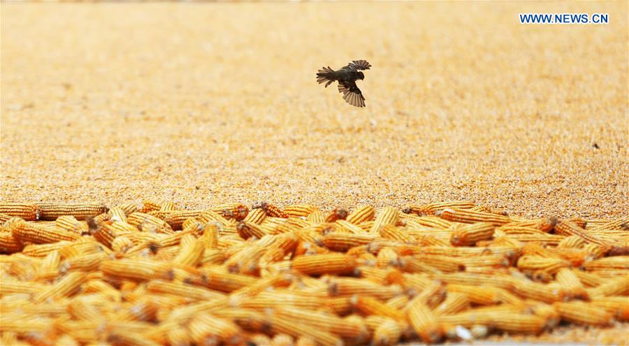 #CHINA-SHANDONG-HARVEST (CN)