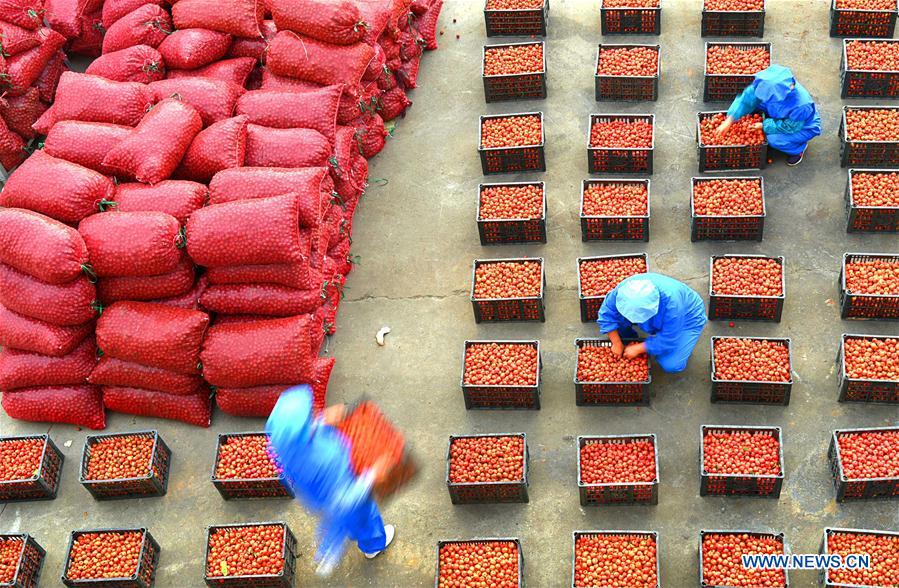 #CHINA-SHANDONG-FARMWORK (CN)