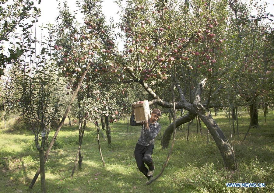 INDIAN-CONTROLLED KASHMIR-SRINAGAR-APPLE HARVEST