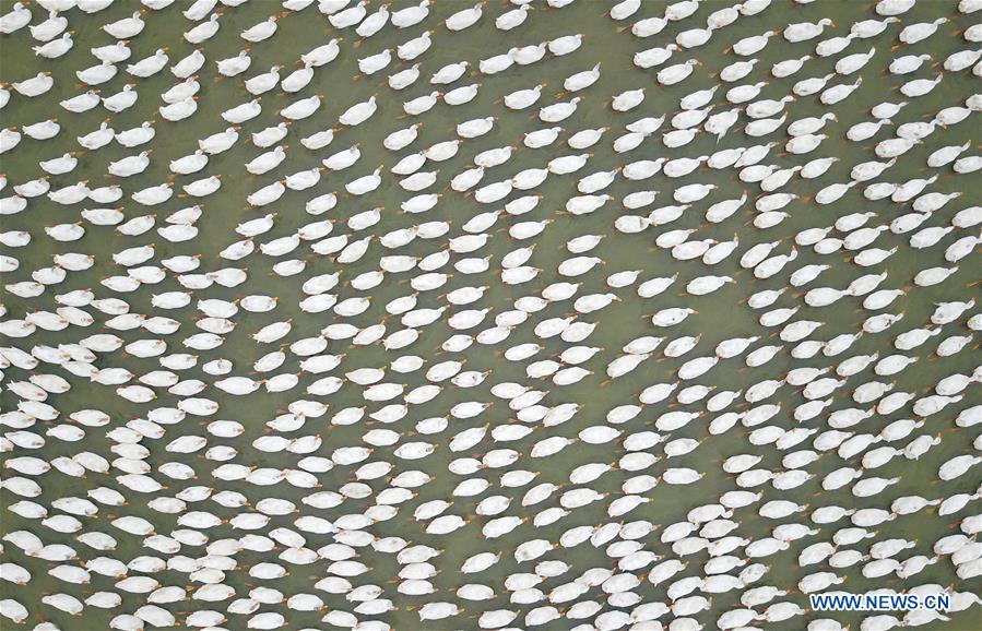 CHINA-ANHUI-XIAOGANG VILLAGE-AERIAL VIEW (CN)