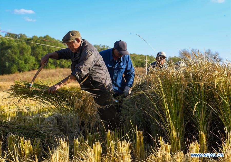 CHINA-INNER MONGOLIA-HOHHOT-RICE-HARVEST (CN)