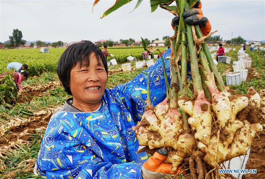 CHINA-HEBEI-AGRICULTURE-GINGER (CN)