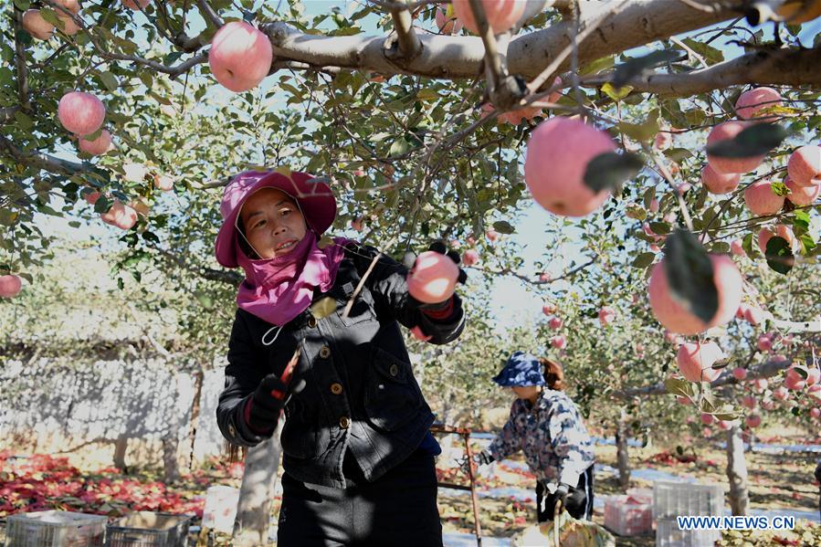 CHINA-SHANXI-APPLE-HARVEST (CN)