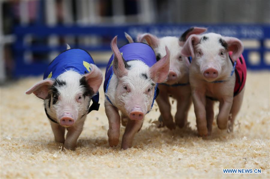 U.S.-LOS ANGELES-PIGGY-RACE