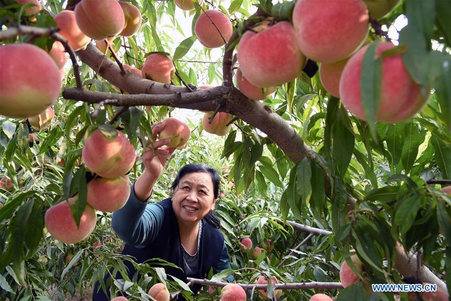 #CHINA-AGRICULTURE-HARVEST (CN)