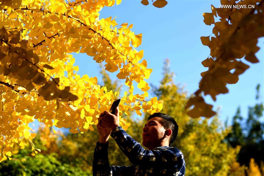 #CHINA-HEBEI-AUTUMN-LEAVES (CN)