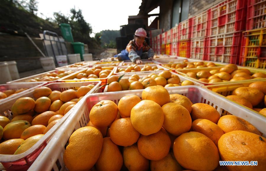 #CHINA-GUIZHOU-ORANGE-HARVEST (CN)