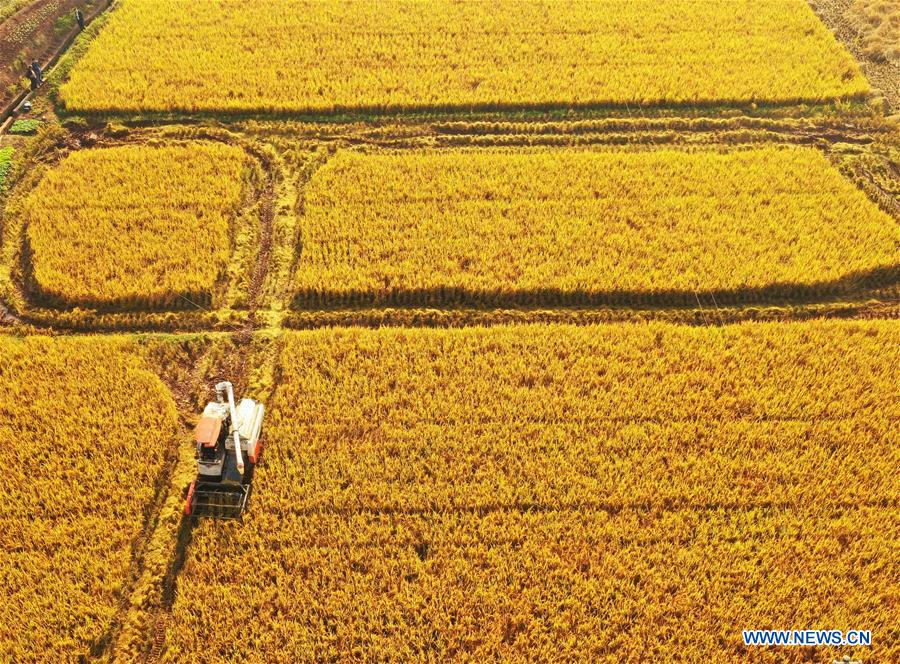 #CHINA-HUNAN-AUTUMN HARVEST (CN)