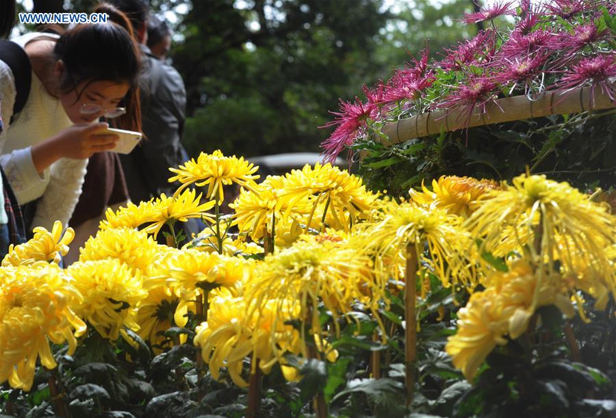 #CHINA-CHRYSANTHEMUM-TOURISM (CN)