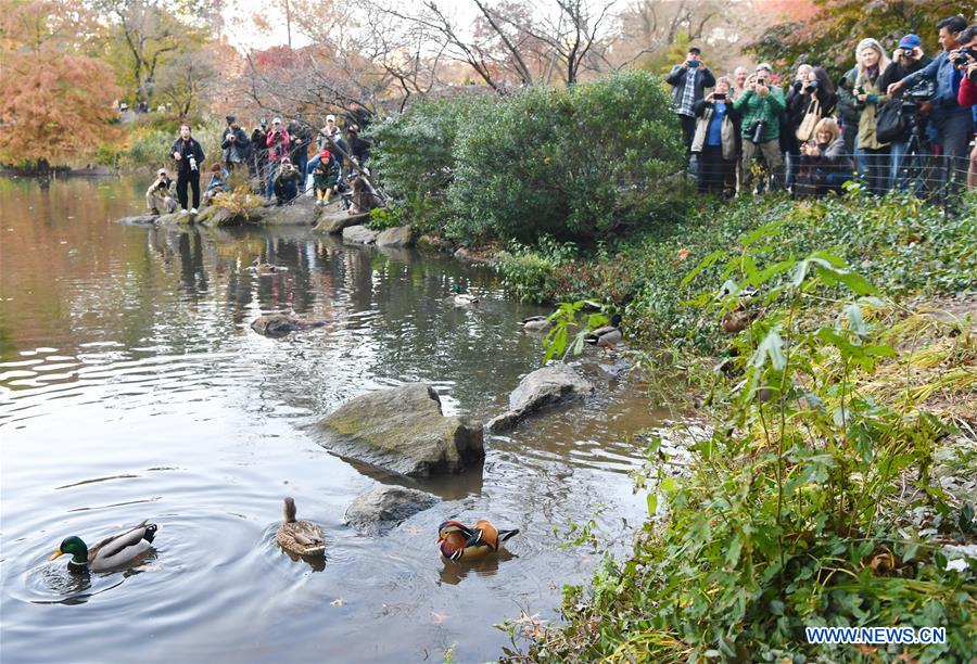 U.S.-NEW YORK-MANDARIN DUCK