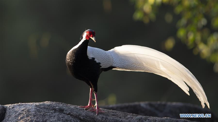 CHINA-FUJIAN-SILVER PHEASANT (CN)