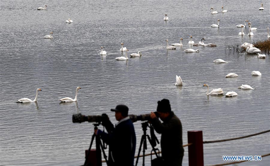 CHINA-HENAN-SANMENXIA-SWANS (CN)