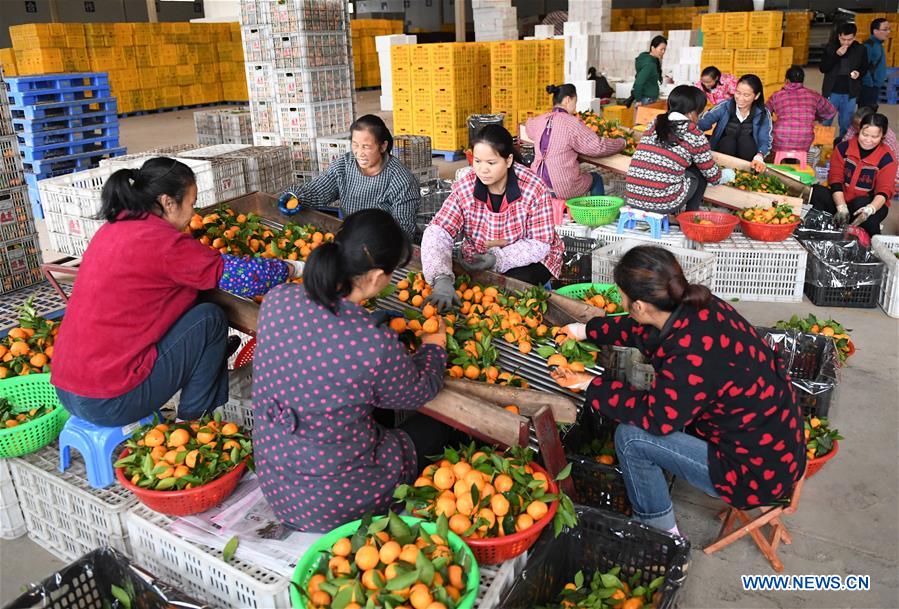 CHINA-GUANGXI-FRUIT INDUSTRY (CN)