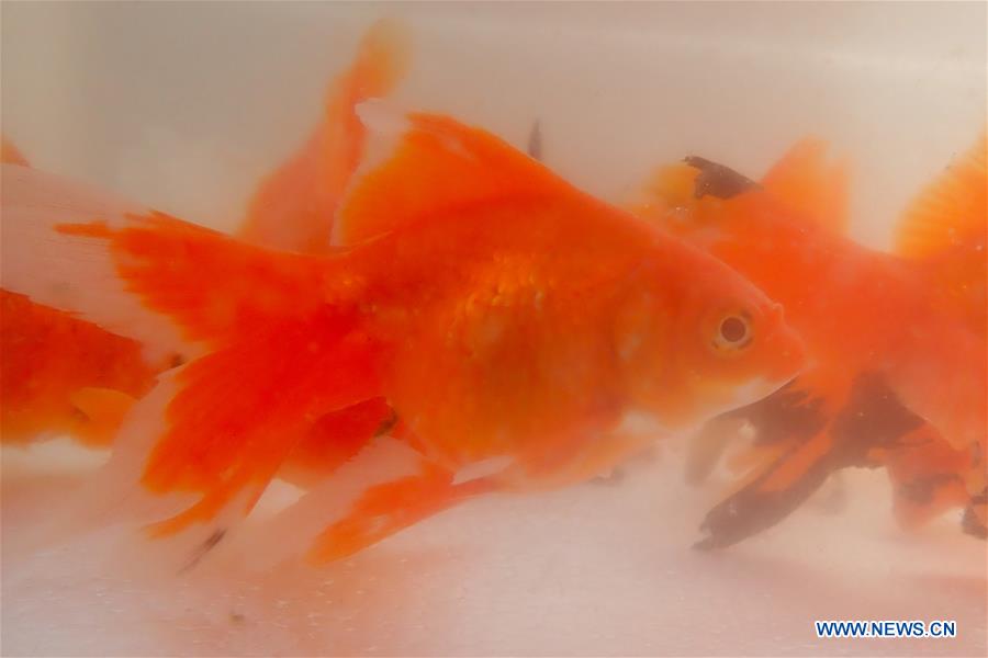 #CHINA-JIANGSU-XUYI-FISH-CULTIVATION (CN)