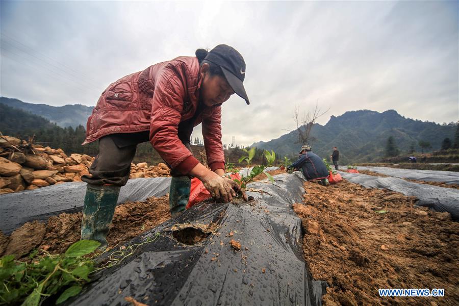 CHINA-HUNAN-TEA PLANTATION (CN)