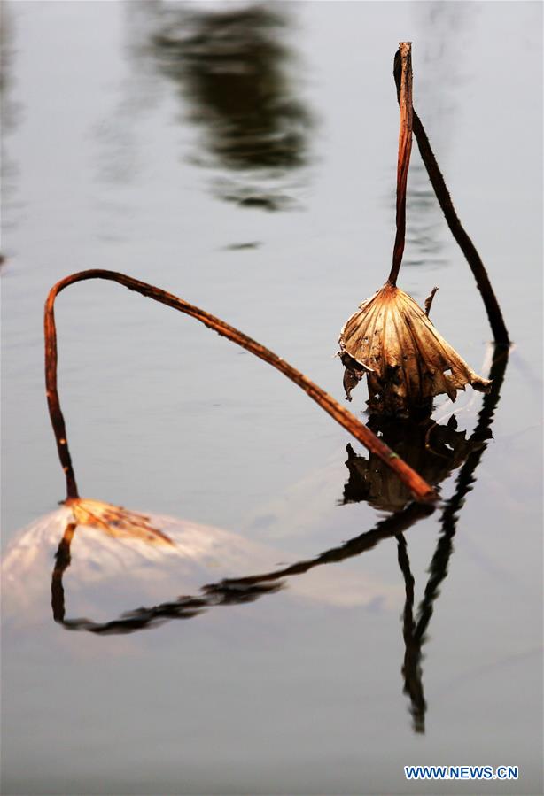 #CHINA-SHANDONG-WITHERED LOTUS (CN)