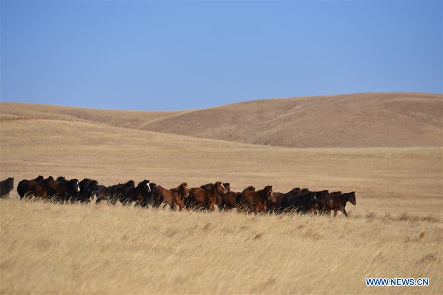 CHINA-INNER MONGOLIA-RACE HORSE (CN)