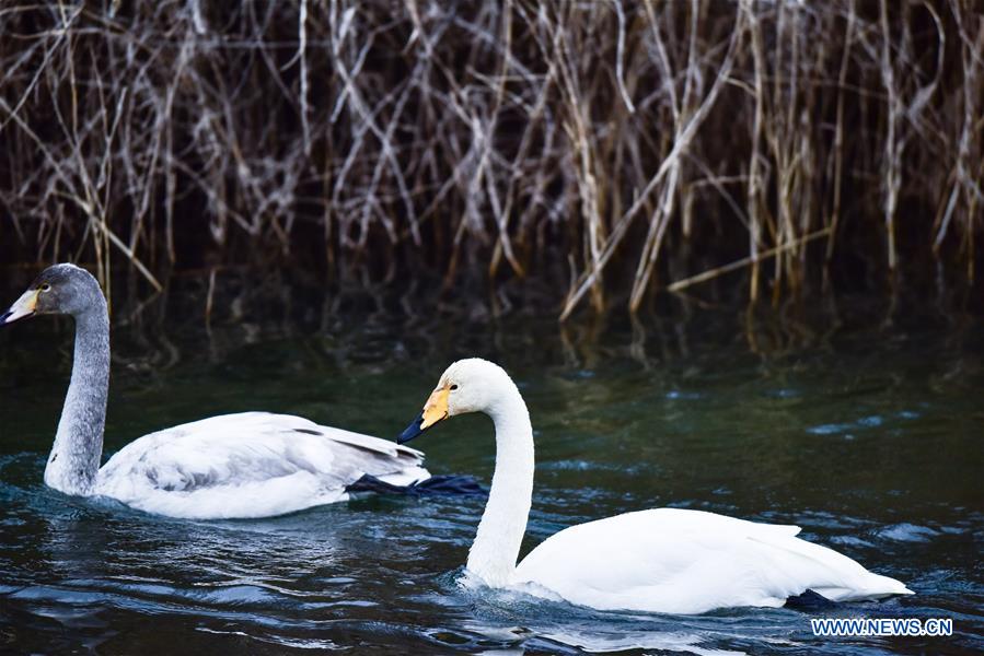 CHINA-QINGHAI-SWAN (CN)