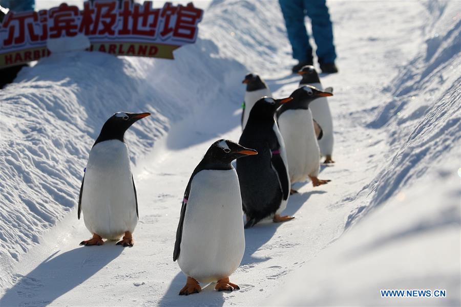 CHINA-HEILONGJIANG-HARBIN-PENGUIN (CN)