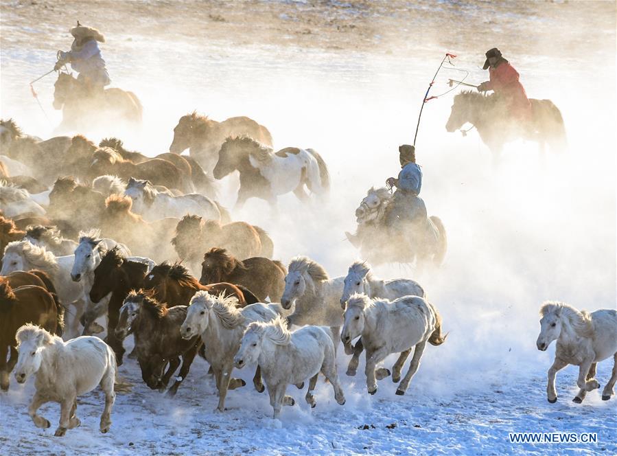 CHINA-INNER MONGOLIA-HORSE-GRASSLAND (CN)