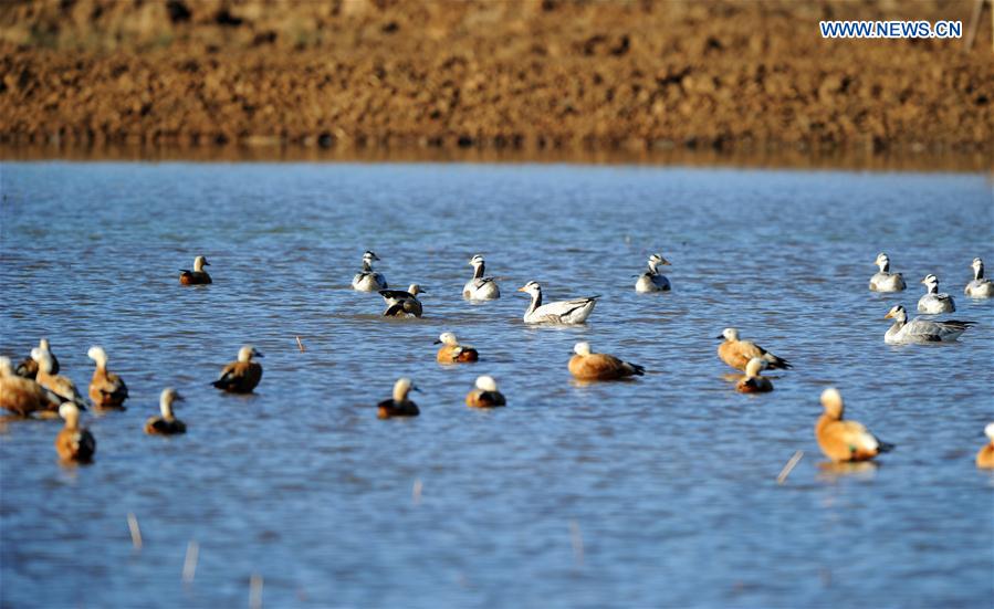 CHINA-GUIZHOU-WEINING-MIGRATORY BIRDS (CN)