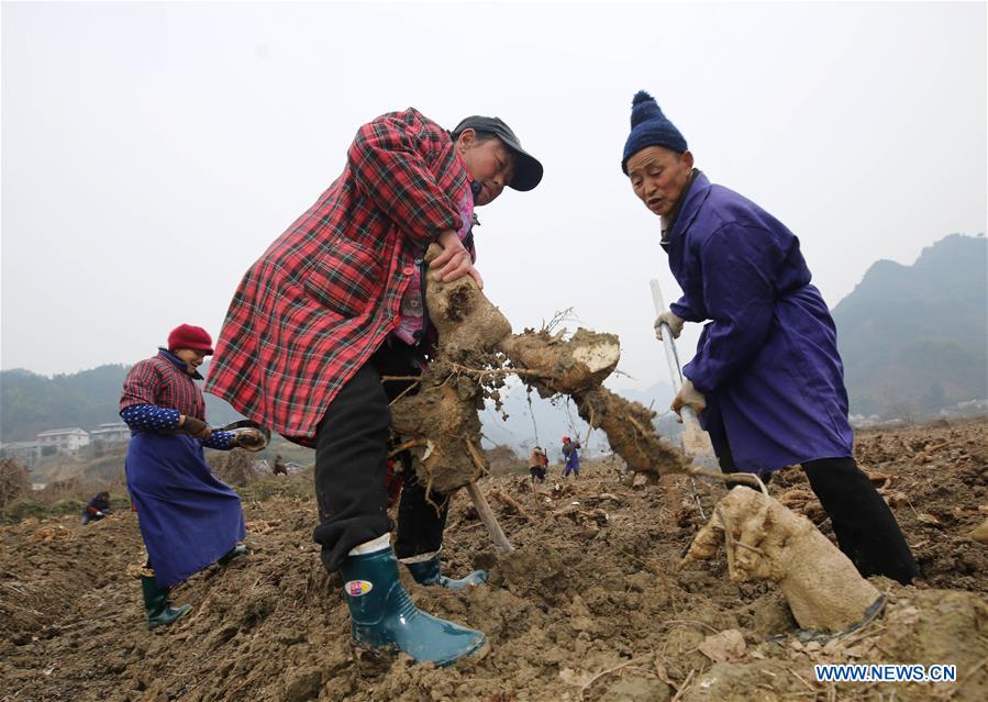 #CHINA-HUNAN-ZHANGJIAJIE-AGRICULTURE (CN)