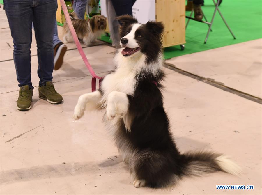 PORTUGAL-LISBON-PET SHOW