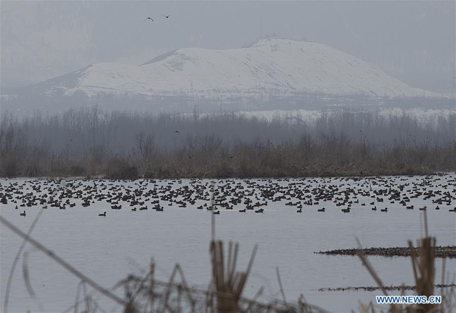 KASHMIR-SRINAGAR-WORLD WETLANDS DAY