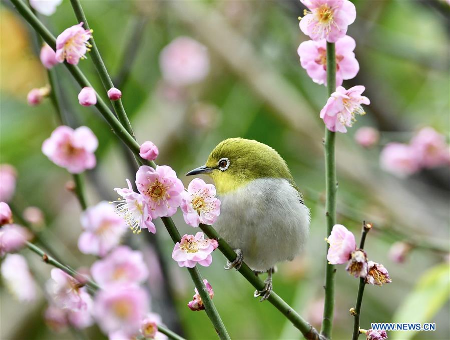 CHINA-FUJIAN-BIRD (CN)