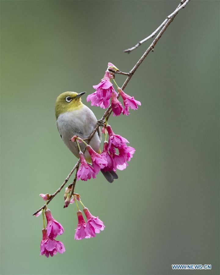 CHINA-FUJIAN-BIRD-WHITE-EYE (CN)