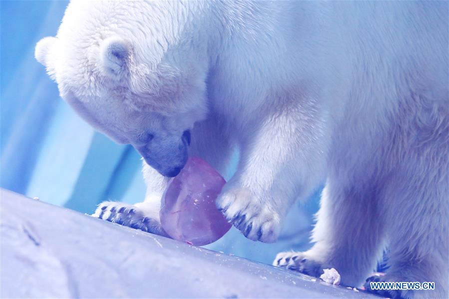 CHINA-SHANGHAI-LANTERN FESTIVAL-POLAR BEAR(CN)