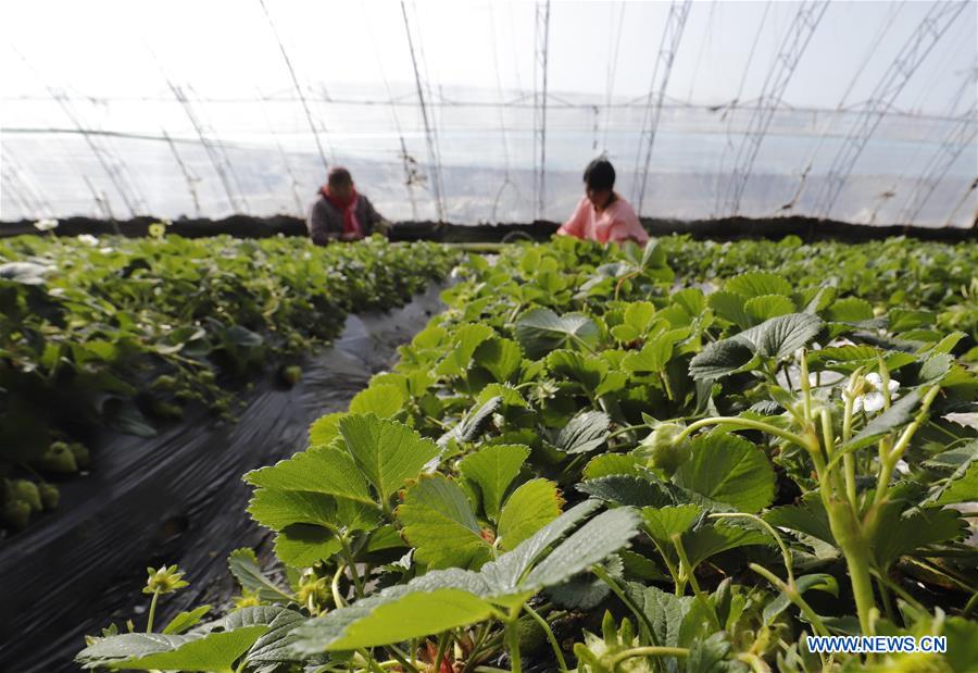 #CHINA-EARLY SPRING-AGRICULTURE(CN)