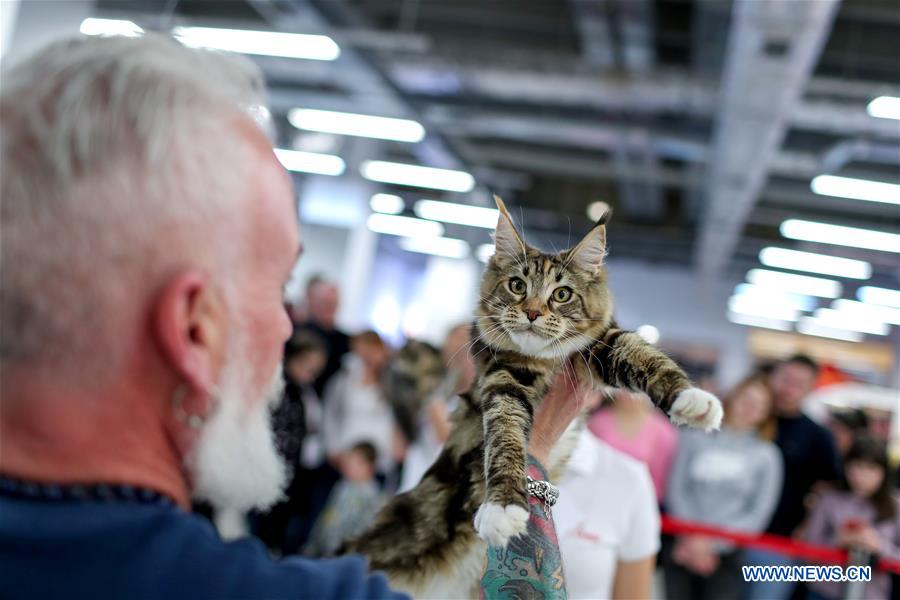 CROATIA-ZAGREB-INTERNATIONAL CAT EXHIBITION