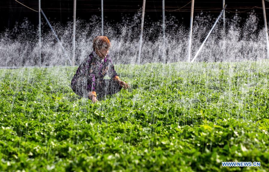 CHINA-JINGZHE-FARM WORK (CN)