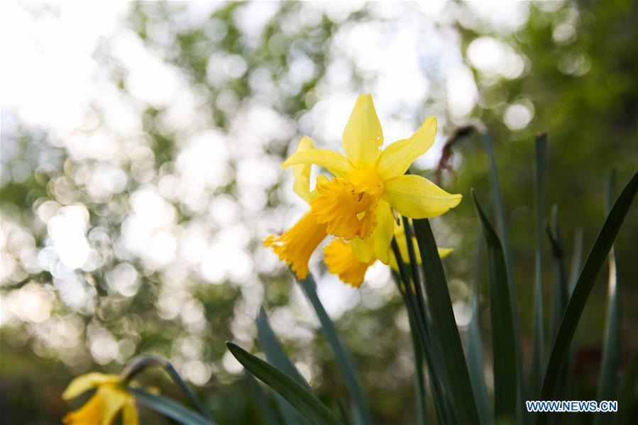 BELGIUM-BRUSSELS-SPRING