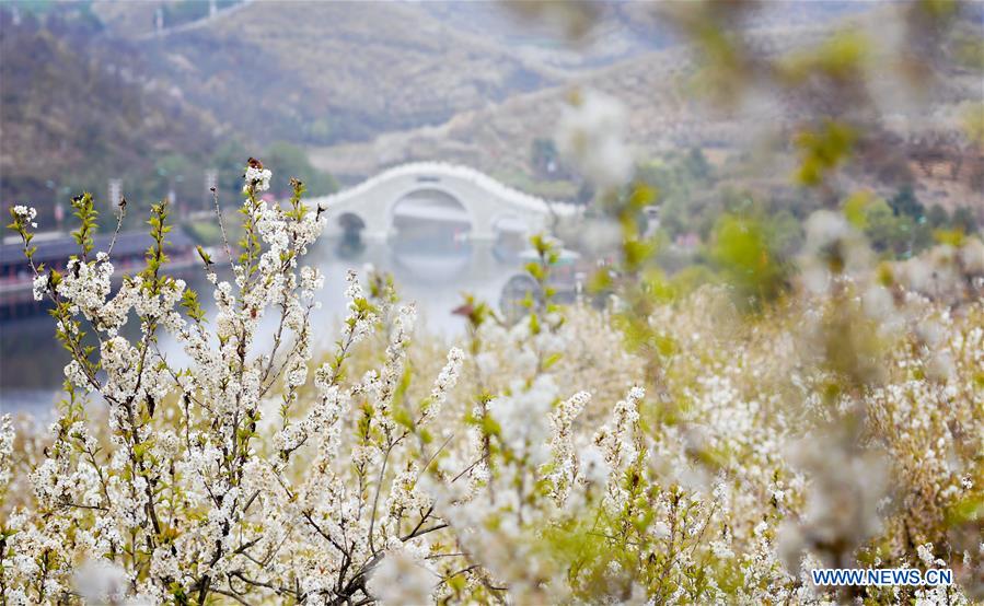 CHINA-SHAANXI-CHERRY FLOWERS (CN)