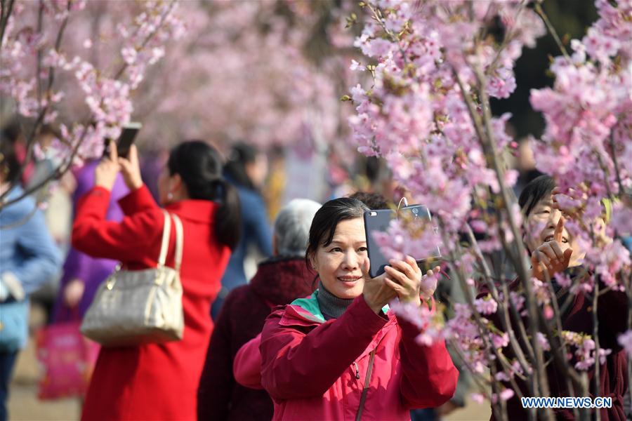 CHINA-BEIJING-YUYUANTAN PARK-CHERRY BLOSSOM (CN)