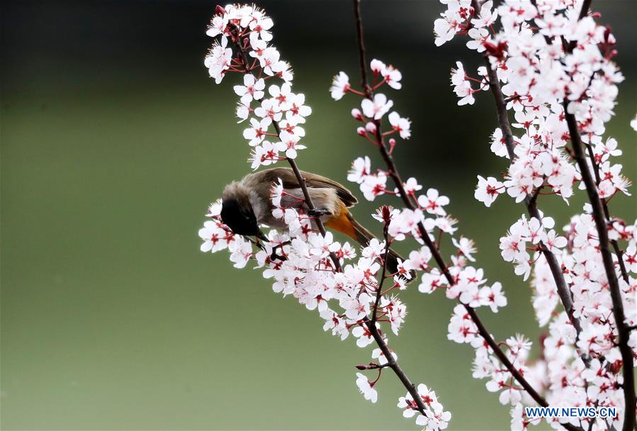 #CHINA-GUIZHOU-SPRING-BIRD (CN)