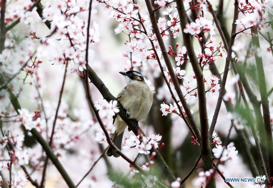 #CHINA-GUIZHOU-SPRING-BIRD (CN)