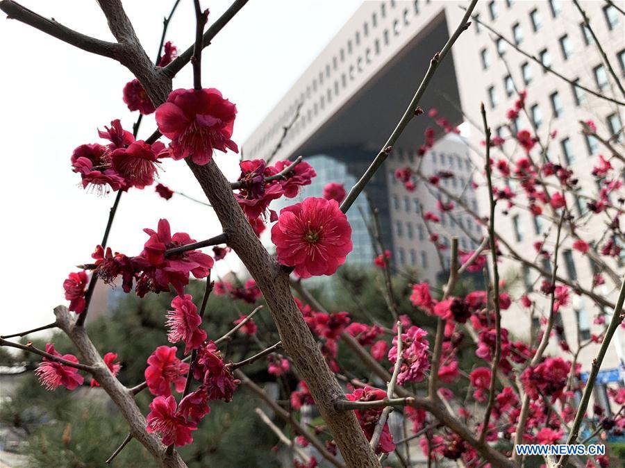 (BeijingCandid) CHINA-BEIJING-SPRING (CN)