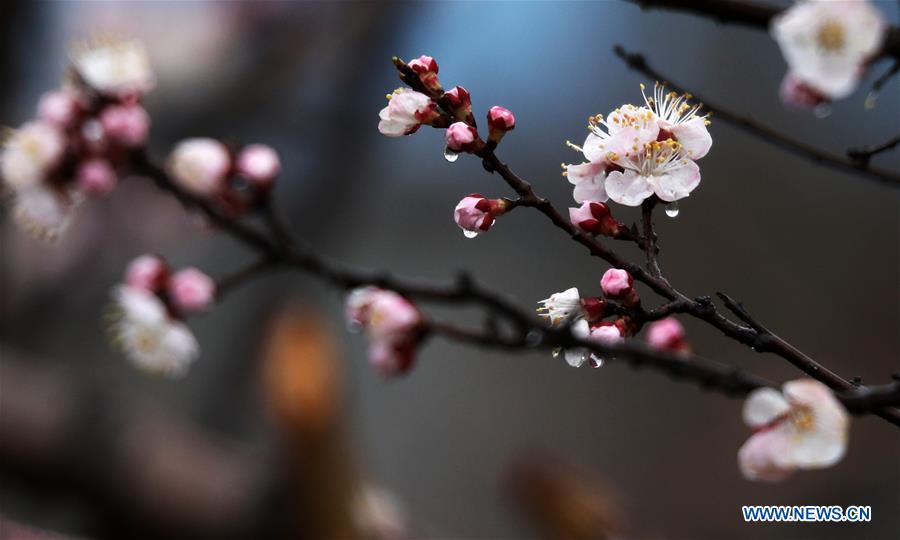 #CHINA-SHANDONG-SPRING-FLOWERS (CN)