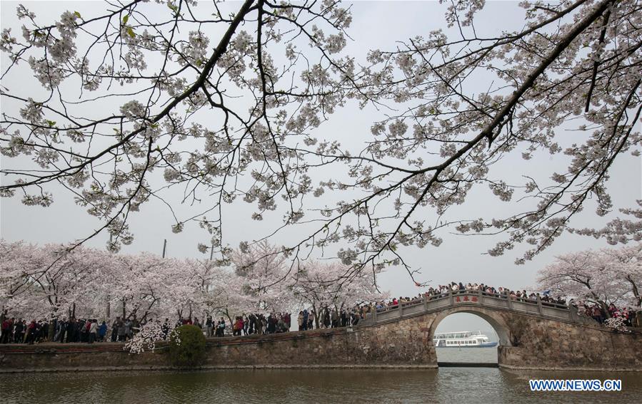 #CHINA-JIANGSU-WUXI-CHERRY BLOSSOMS (CN)