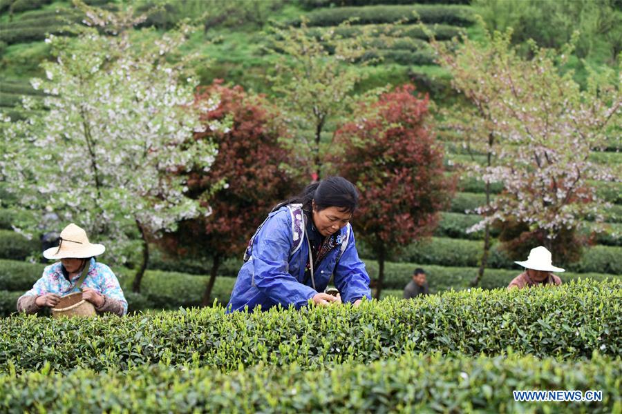 CHINA-GUIIZHOU-TEA-HARVEST (CN)