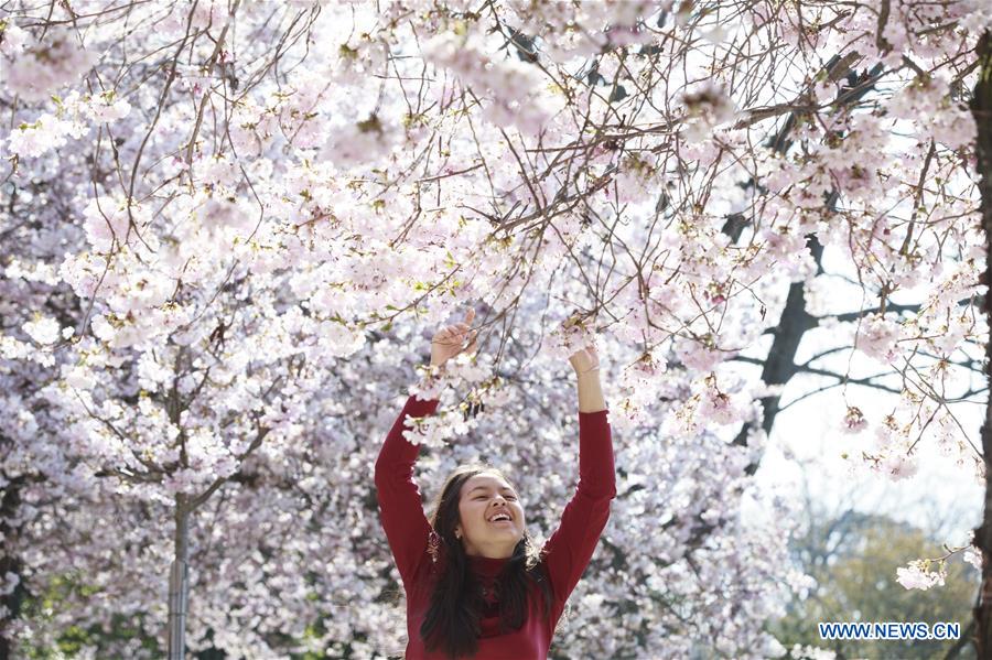 SWITZERLAND-LAUSANNE-CHERRY BLOSSOMS