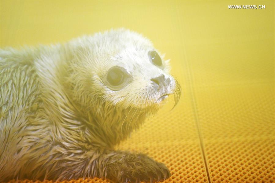 CHINA-HEILONGJIANG-HARBIN-SEAL PUP (CN)