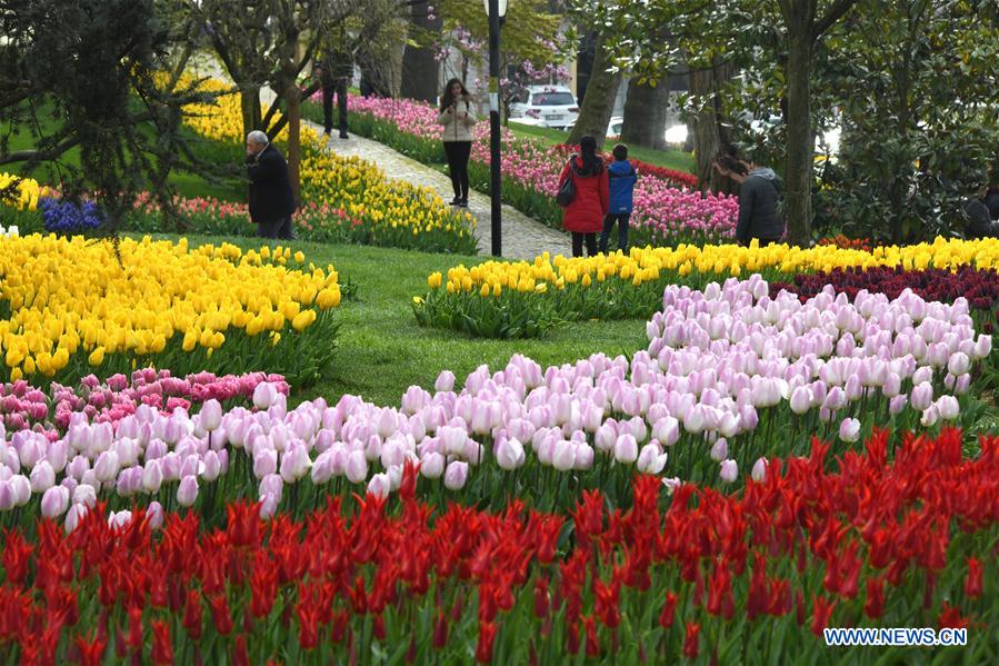 TURKEY-ISTANBUL-TULIPS