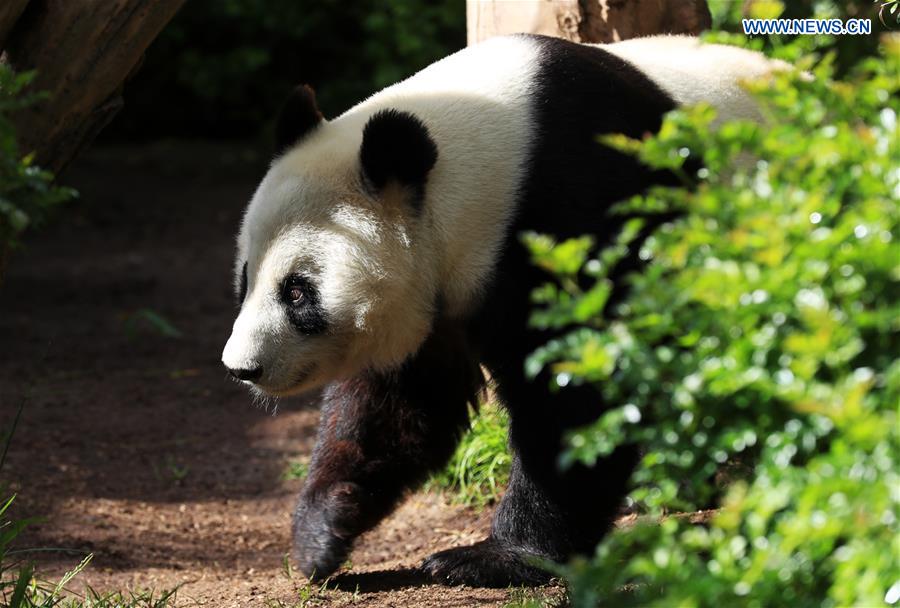 U.S.-CALIFORNIA-SAN DIEGO ZOO-PANDA-FAREWELL